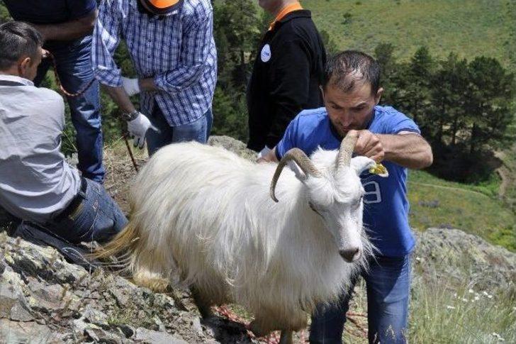 Gümüşhane’de Keçi Kurtarma Operasyonu G5