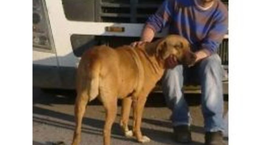 Samsunlu Tır S&uuml;r&uuml;c&uuml;s&uuml; İran'da Hayatını Kaybetti