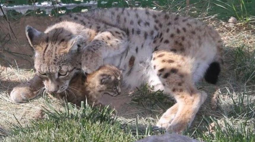 Hayvanat Bah&ccedil;esi'nde Yavru Vaşak Heyecanı