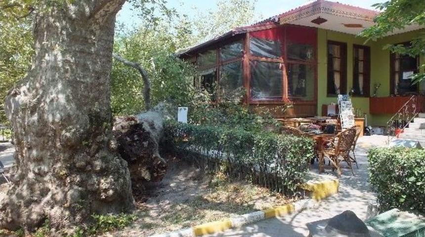 K&ouml;rfez'de 700 Yıllık &Ccedil;ınar Devrildi