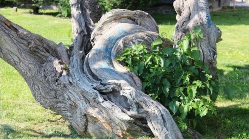 Asırlık Dut Ağacı Görenleri Şaşırtıyor