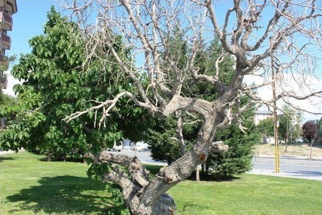 Asırlık Dut Ağacı Görenleri Şaşırtıyor