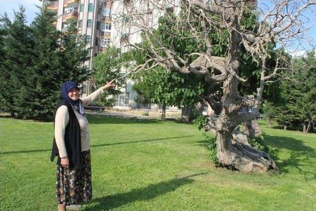 Asırlık Dut Ağacı Görenleri Şaşırtıyor