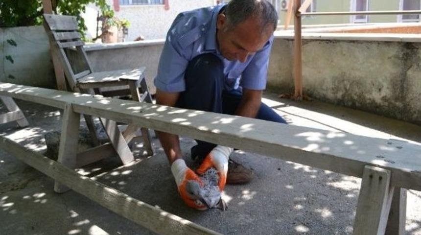 Bozyazı'da Yere D&uuml;şen Yavru Martılar Yuvalarına Bırakıldı