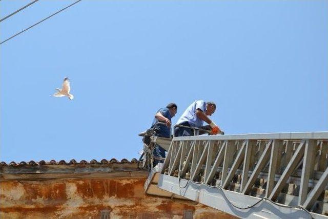 Bozyazı'da Yere Düşen Yavru Martılar Yuvalarına Bırakıldı