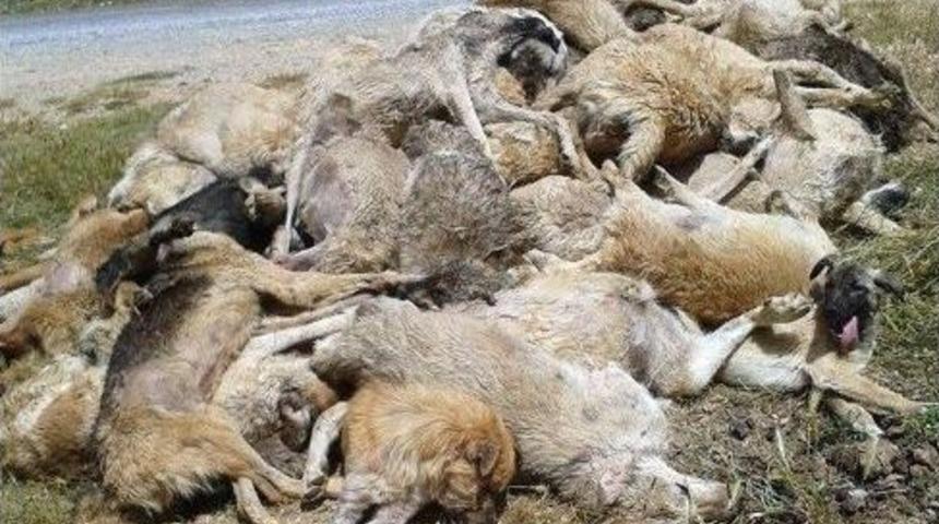 Tarsus'ta 23 K&ouml;pek &Ouml;l&uuml;s&uuml; Bulundu