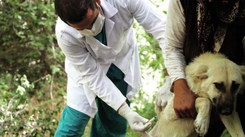 Mamak&rsquo;ta Kuduz Aşısı Kampanyası Başladı