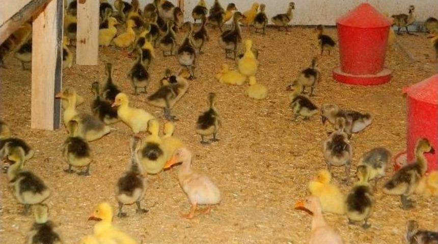 Kars Ve Ardahan&rsquo;ın Kaz İlgisi