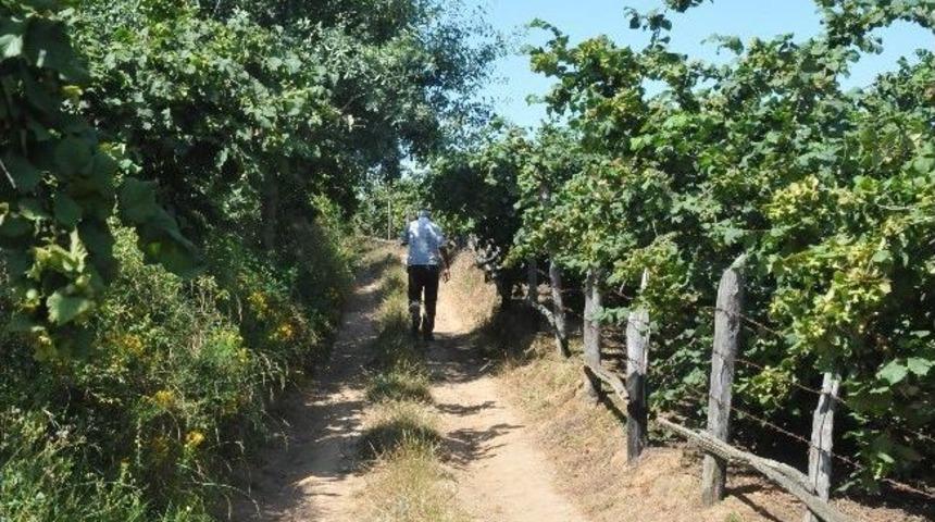 (&ouml;zel Haber) Komşu Tarladaki Fındık Dalını Kesmeye 10 Ay Hapis