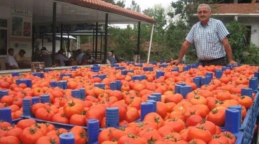 Niksar&rsquo;da Domates Hasadı