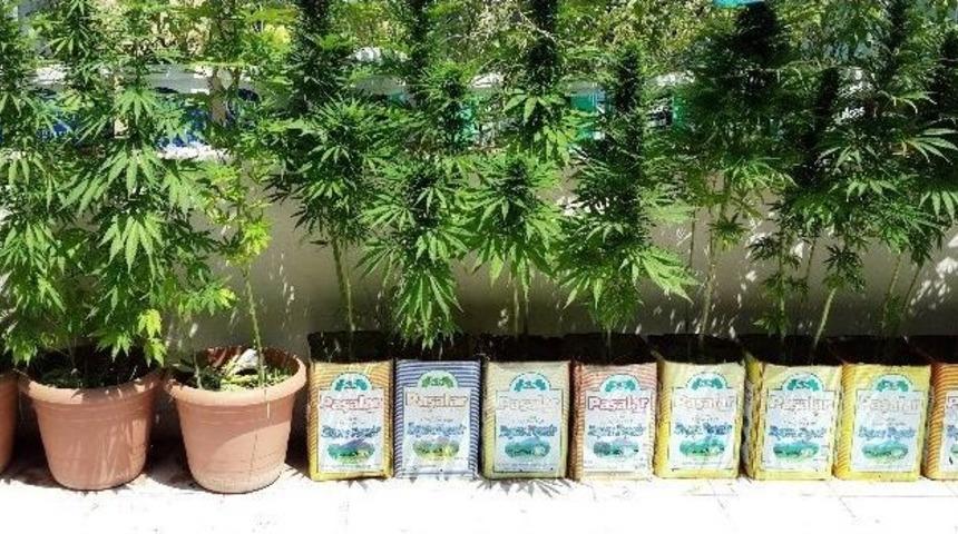 Bursa&rsquo;da 37 K&ouml;k Kenevir Bitkisi Ele Ge&ccedil;irildi