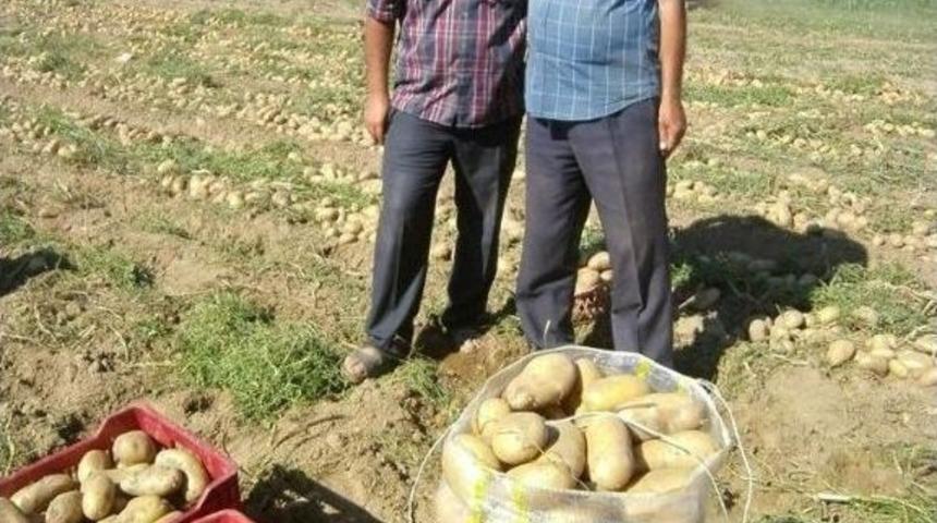 Patates Sezonu A&ccedil;tığı Fiyatla Kapattı