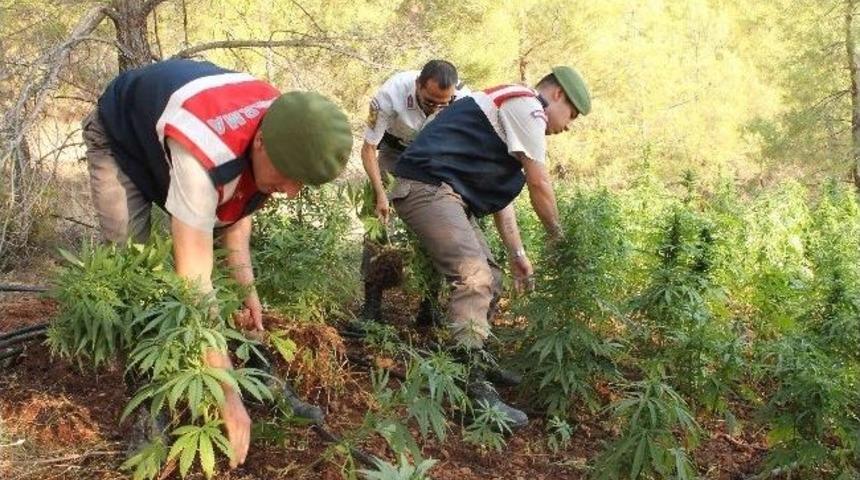Yangın G&ouml;letinin Suyuyla Kenevir Sulamış