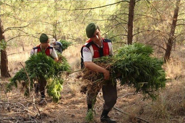 Yangın Göletinin Suyuyla Kenevir Sulamış