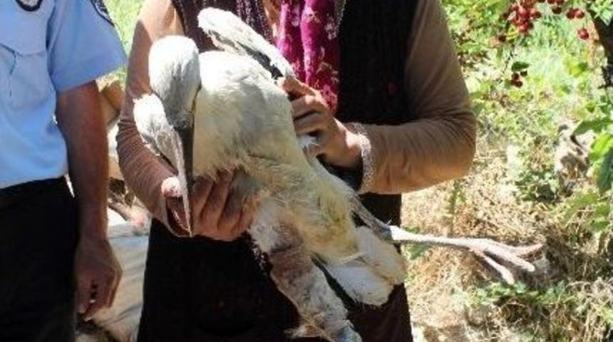 Yaralı Leyleği Tedavi Edip Zabıtaya Teslim Etti