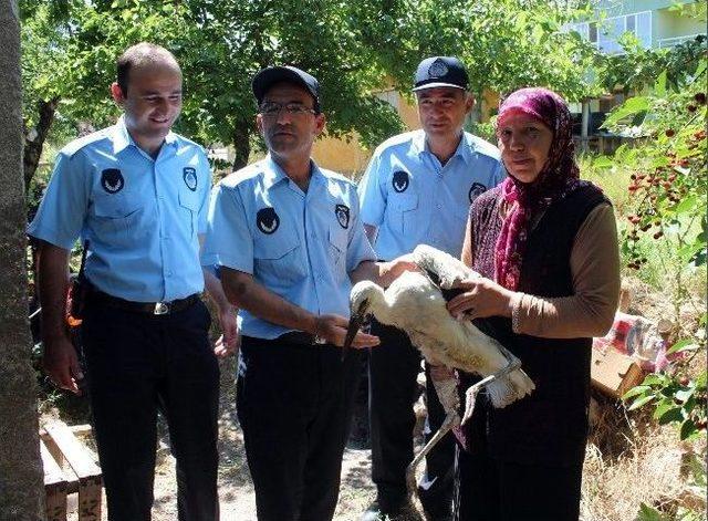 Yaralı Leyleği Tedavi Edip Zabıtaya Teslim Etti