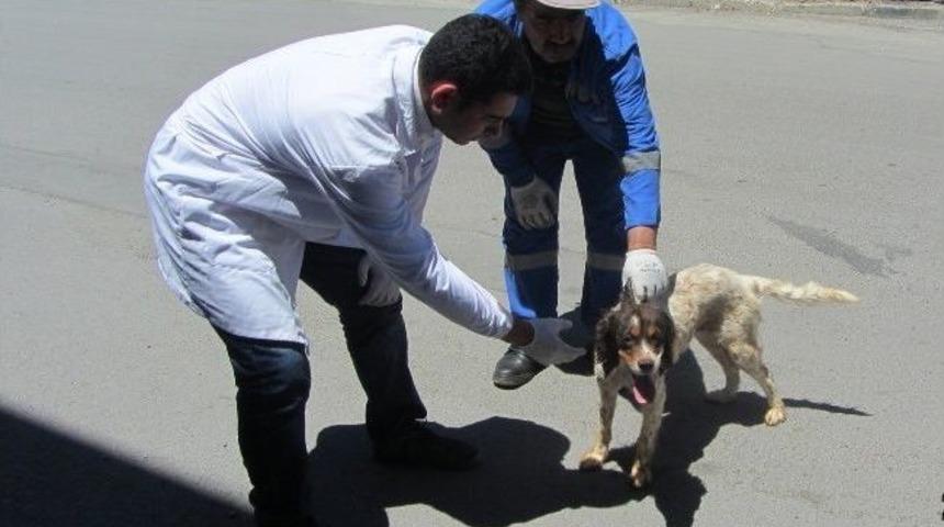 Kahramanmaraş&rsquo;ta Sokak Hayvanları Kontrol Altınada