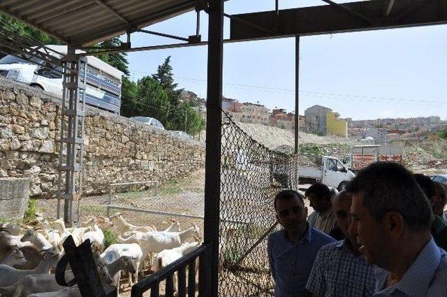 Demirci’de Dar Gelirli Vatandaşa Keçi Dağıtıldı