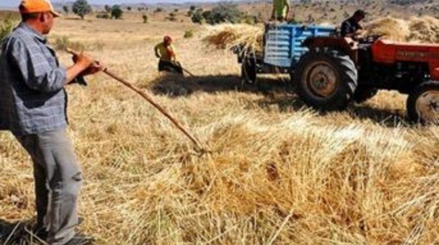Gerc&uuml;ş&rsquo;te Buğday Hasadı Buruk Başladı