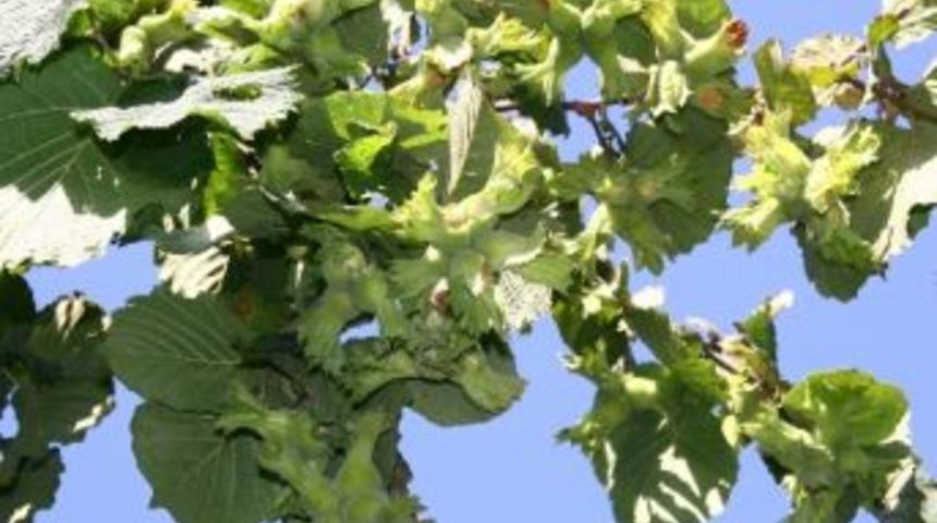 T&uuml;rkiye Fındıktan 1.5 Milyar Dolar Kazandı