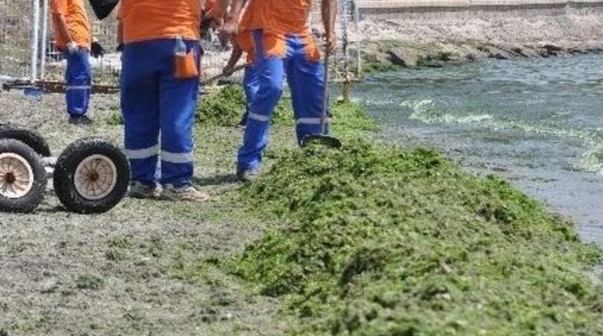 Tekirdağ Sahiline Vuran Yosunlar Temizleniyor