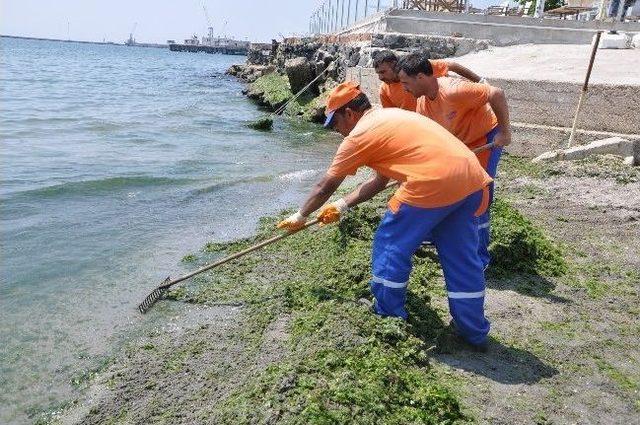 Tekirdağ Sahiline Vuran Yosunlar Temizleniyor