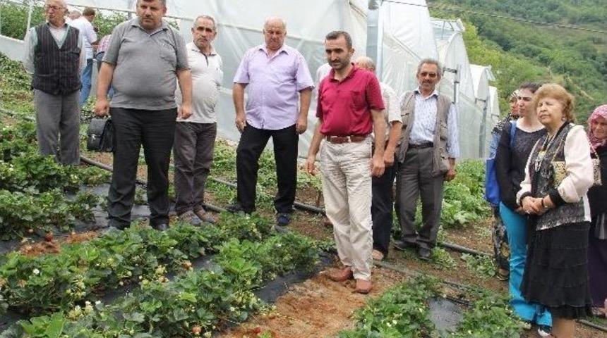 &Ccedil;ilek Fındıktan 5 Kat Daha Fazla Gelir Getiriyor