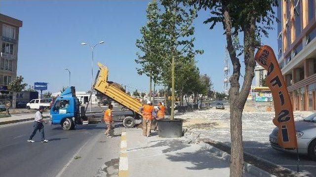 Beylikdüzü Belediyesi Ağaçlandırma Çalışmalarına Hız Veriyor