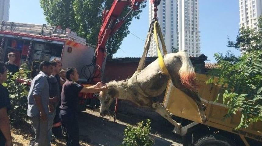 (&ouml;zel Haber) İtfaiyeden "at" Kurtarma Operasyonu