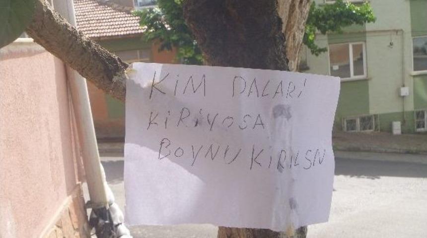 Ağaca Asılan Beddua Yazısı