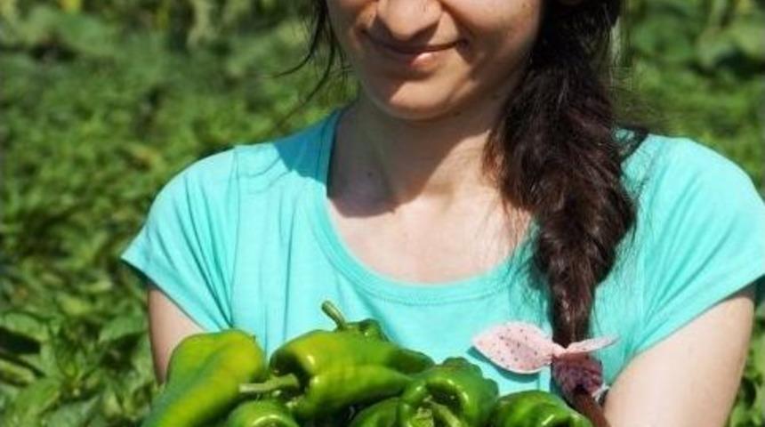 Emcelli Biberi'nin Geleceği Tehlikede