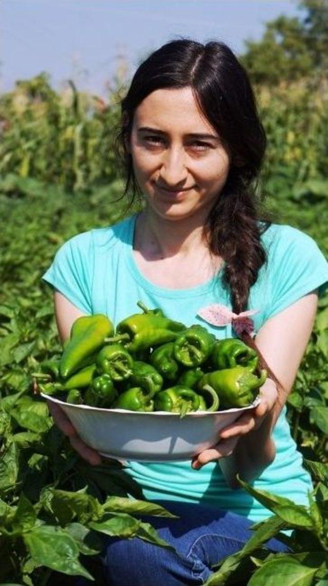 Emcelli Biberi'nin Geleceği Tehlikede