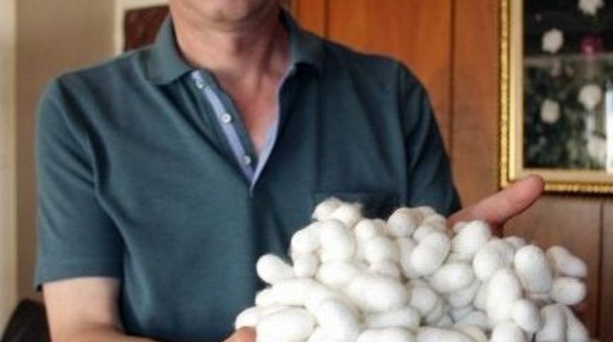 T&uuml;rkiye Genelinde İpek B&ouml;ceği Koza &Uuml;retimine Başlandı
