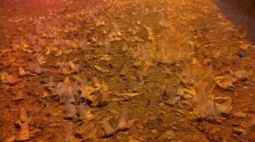 Eski Sakarya K&ouml;pr&uuml;s&uuml; Beyaz Gelinliğini Giydi