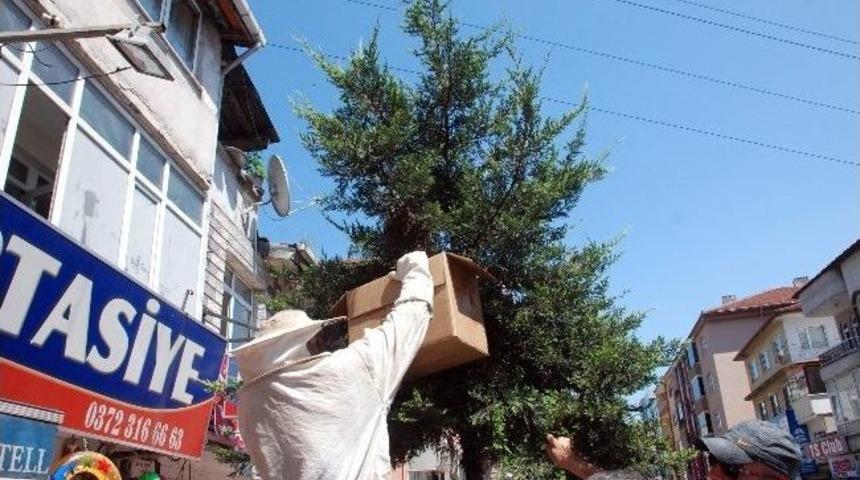 Ana Arı Yolu Şaşırınca Şehir Merkezini Arılar Sardı