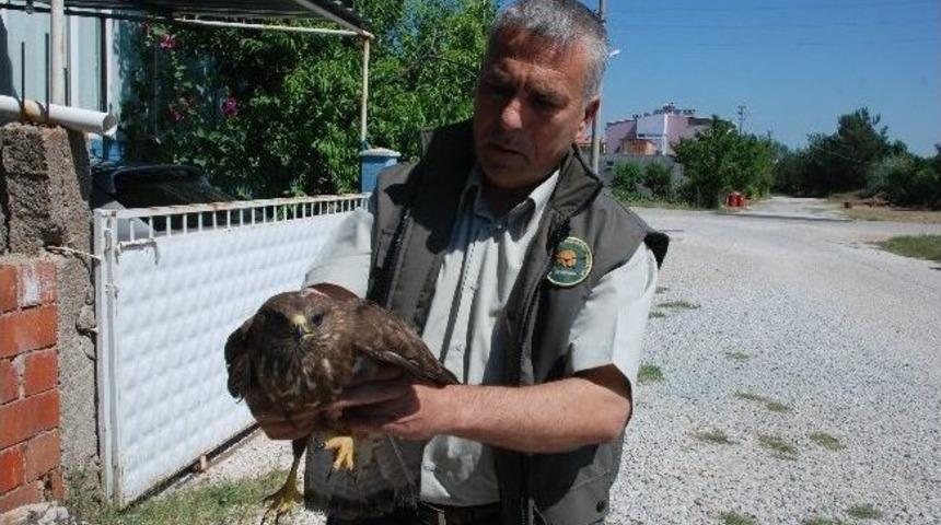 Yaralı Şahin Koruma Altına Alındı