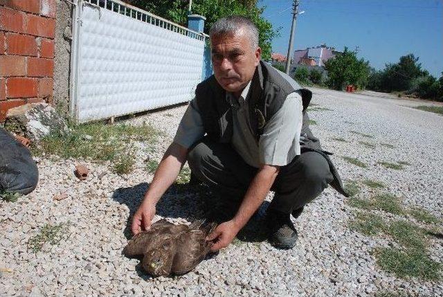 Yaralı Şahin Koruma Altına Alındı