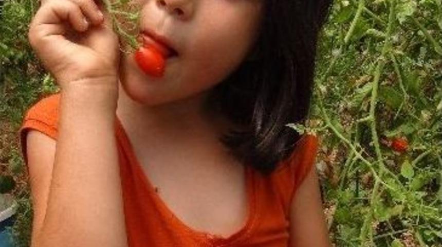 Biber G&ouml;r&uuml;n&uuml;ml&uuml; Domates İlgi &Ccedil;ekiyor