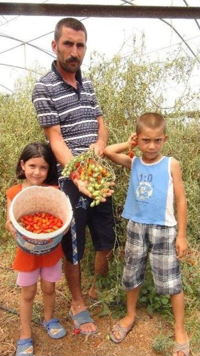 Biber Görünümlü Domates İlgi Çekiyor