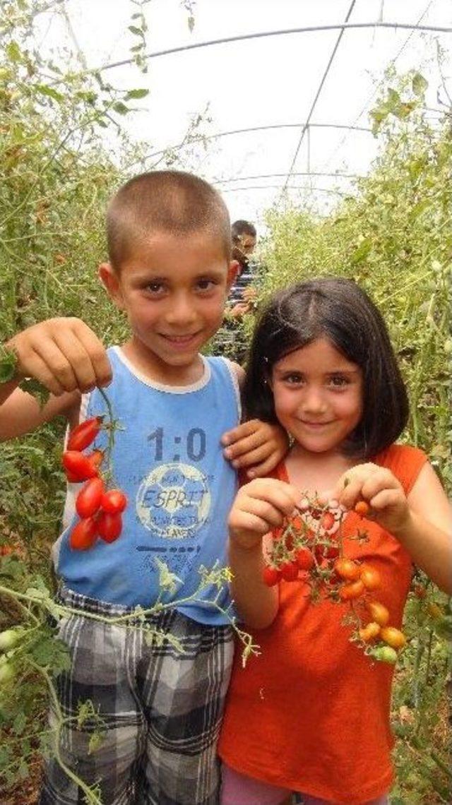 Biber Görünümlü Domates İlgi Çekiyor