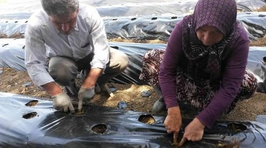 26 Bin &Ccedil;ilek Fidesi Toprakla Buluştu