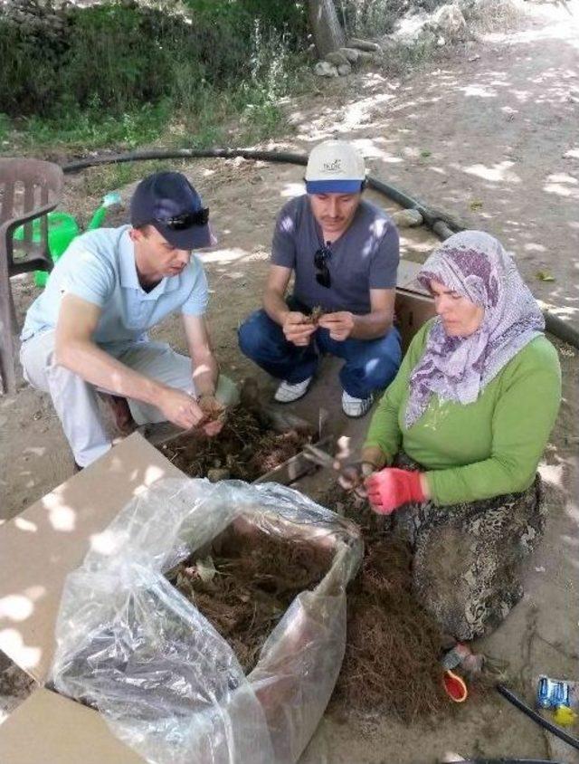 26 Bin Çilek Fidesi Toprakla Buluştu