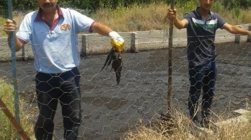 Atık Havuzuna D&uuml;şen Kargalar Kurtarıldı