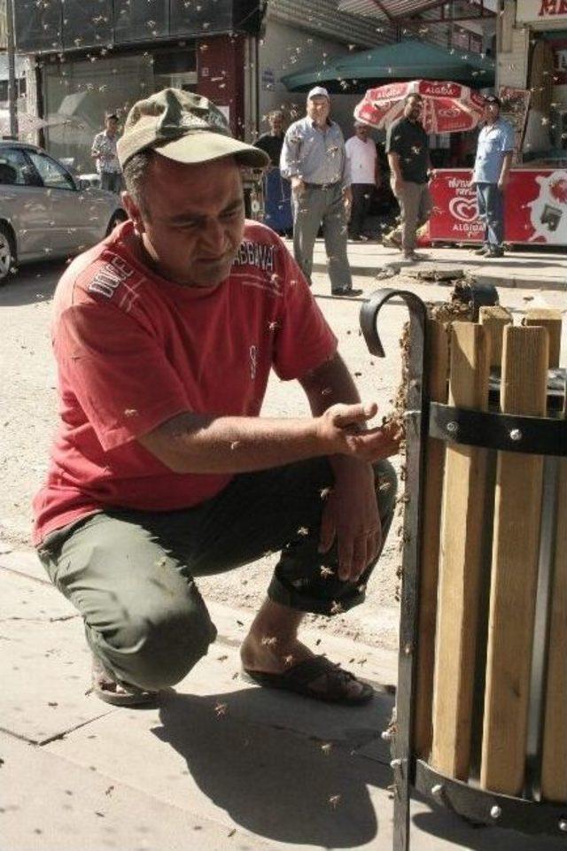 Yönünü Şaşıran Arıları Eliyle Topladı