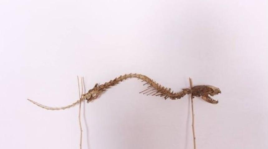 Hayvan İskeleti Şaşırtıyor