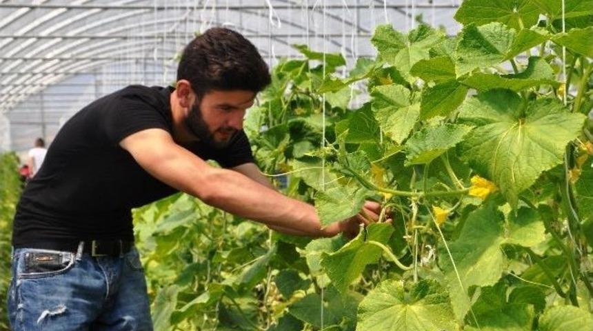 (&ouml;zel Haber) Hem Ders Hem Organik Yaşam