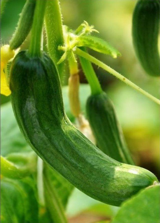 (&ouml;zel Haber) Hem Ders Hem Organik Yaşam 2