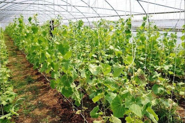 (&ouml;zel Haber) Hem Ders Hem Organik Yaşam 3