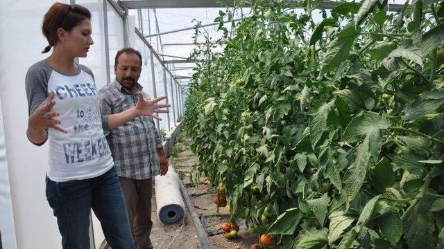 Tar-gel Projesi Çiftçinin Gelirini Katladı