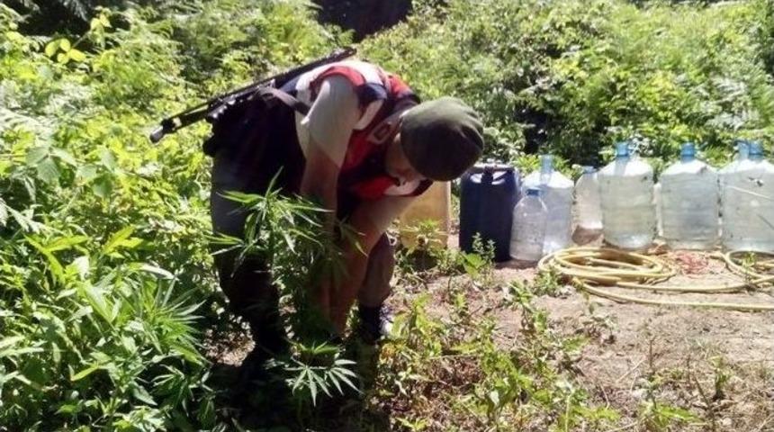 Sahilde Kenevir Operasyonu